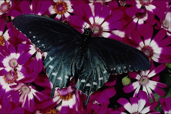 432075 Pipe Vine Swallowtail, Battus Philenor A4 Photo Print
