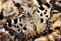 432076 Large Tortoiseshell , Nymphalis Polychloros A4 Limited Edition Watercolour Print