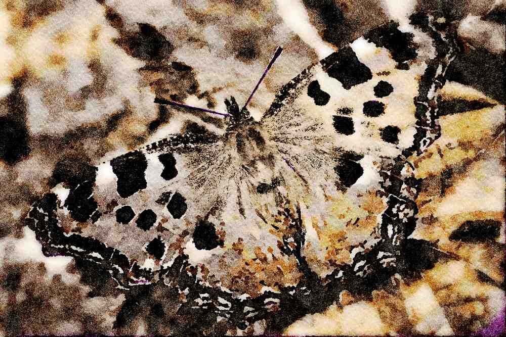 432076 Large Tortoiseshell , Nymphalis Polychloros A4 Limited Edition Watercolour Print