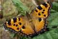432076 Large Tortoiseshell , Nymphalis Polychloros A4 Photo Print