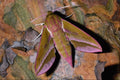 432077 Elephant Hawk Moth, Deilphila Elpenor A4 Photo Print