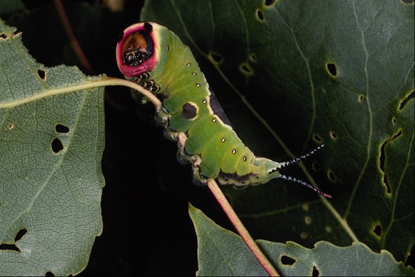 432078 Puss Moth, Caterpillar A4 Photo Print
