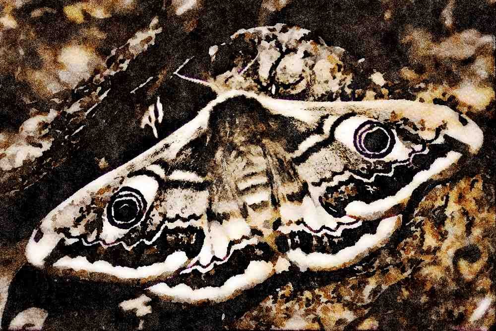 432079 Emperor Moth, Saturnoa Pavonia A4 Limited Edition Watercolour Print