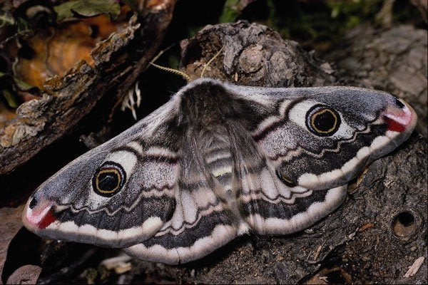 432079 Emperor Moth, Saturnoa Pavonia A4 Photo Print