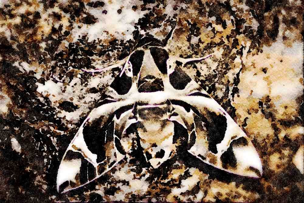 432081 Oleander hawk moth, Daphnis nerii A4 Limited Edition Watercolour Print