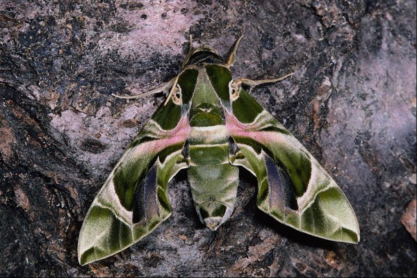 432081 Oleander hawk moth, Daphnis nerii A4 Photo Print