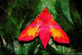 432082 Small Elephant Hawk Moth, Deilephila Porcellus A4 Limited Edition Watercolour Print
