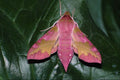 432082 Small Elephant Hawk Moth, Deilephila Porcellus A4 Photo Print