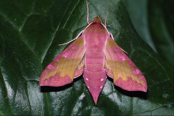 432082 Small Elephant Hawk Moth, Deilephila Porcellus A4 Photo Print