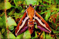 432083 Bedstraw Hawk Moth, Hyles Galii A4 Limited Edition Watercolour Print