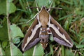 432083 Bedstraw Hawk Moth, Hyles Galii A4 Photo Print
