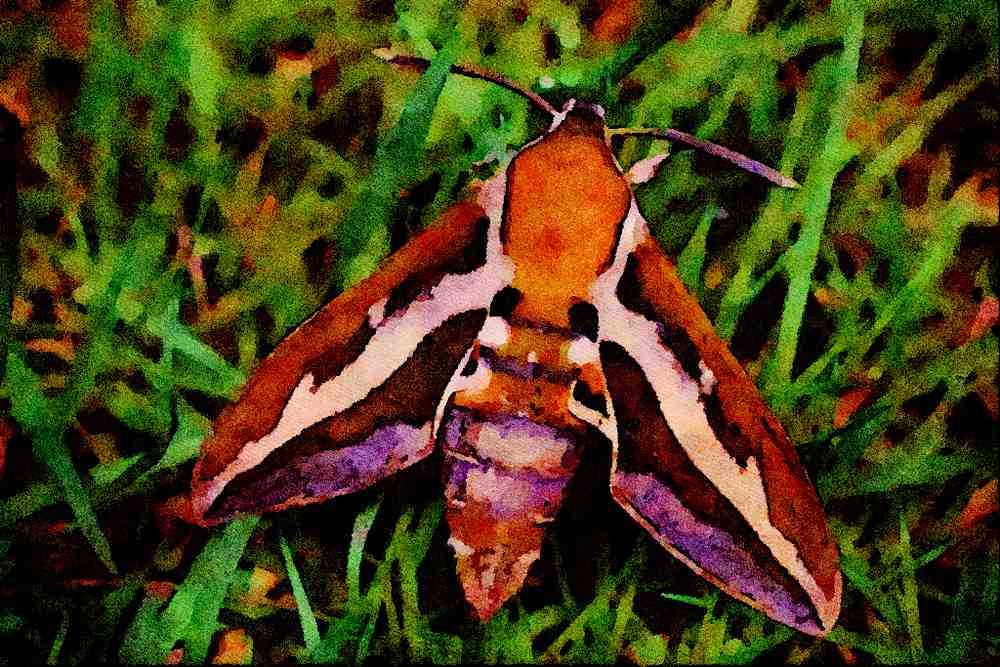 432084 Bedstraw Hawk Moth, Hyles Galii A4 Limited Edition Watercolour Print