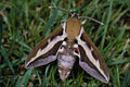 432084 Bedstraw Hawk Moth, Hyles Galii A4 Photo Print