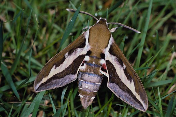432084 Bedstraw Hawk Moth, Hyles Galii A4 Photo Print