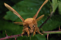 432085 Male Drinker, Philudoria Potatoria A4 Photo Print