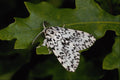 432086 Black Arches, Lymantria Monacha A4 Photo Print