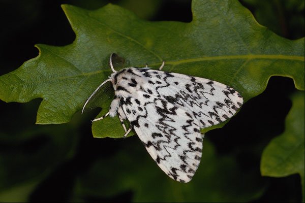432086 Black Arches, Lymantria Monacha A4 Photo Print