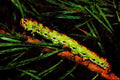 432087 Pine Hawk Moth Larva, Hyloicus Pinastri A4 Limited Edition Watercolour Print