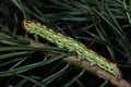 432087 Pine Hawk Moth Larva, Hyloicus Pinastri A4 Photo Print