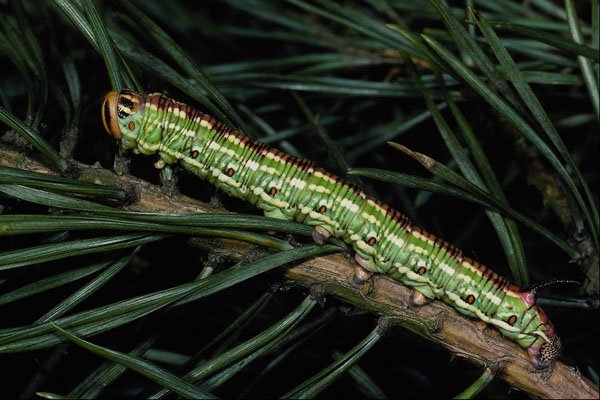 432087 Pine Hawk Moth Larva, Hyloicus Pinastri A4 Photo Print