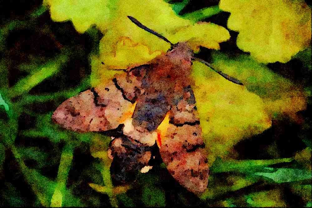 432088 Hummingbird Hawk Moth, Macroglossum Stellatarum A4 Limited Edition Watercolour Print