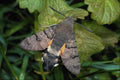 432088 Hummingbird Hawk Moth, Macroglossum Stellatarum A4 Photo Print