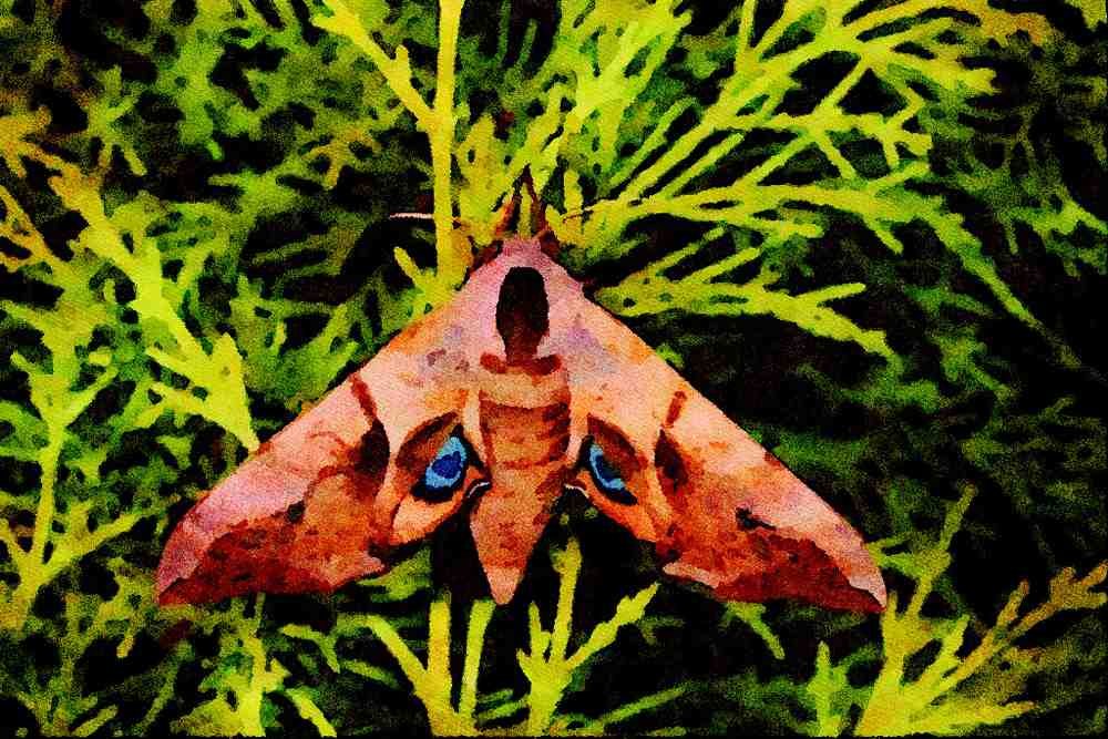 432089 Eyed Hawk Moth, Smerinthus Ocellata A4 Limited Edition Watercolour Print