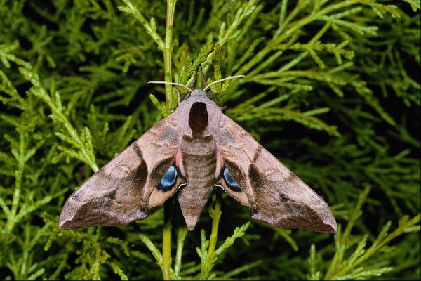 432089 Eyed Hawk Moth, Smerinthus Ocellata A4 Photo Print
