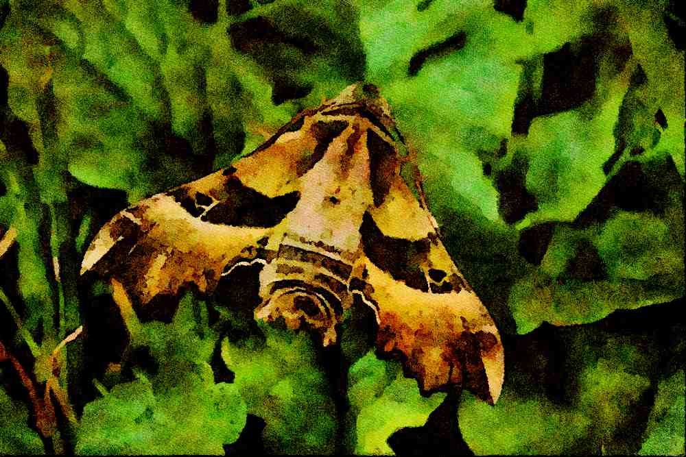 432090 Willow Herb Hawk Moth, Prosepinus Proserpina A4 Limited Edition Watercolour Print