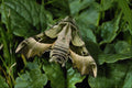 432090 Willow Herb Hawk Moth, Prosepinus Proserpina A4 Photo Print