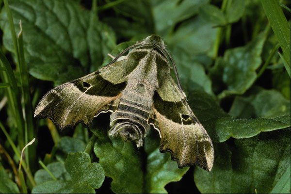 432090 Willow Herb Hawk Moth, Prosepinus Proserpina A4 Photo Print