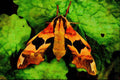 432091 Lime Hawk Moth, Mimas Tiliae A4 Limited Edition Watercolour Print