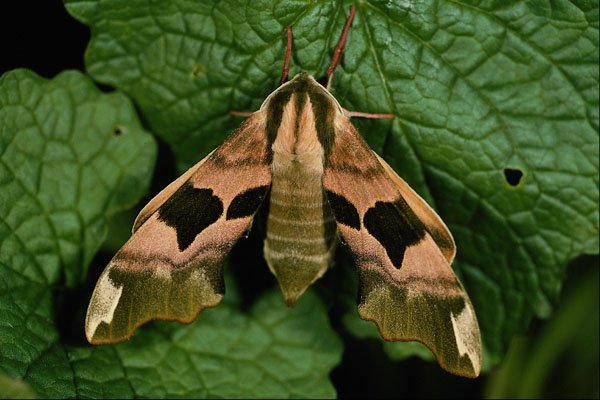 432091 Lime Hawk Moth, Mimas Tiliae A4 Photo Print
