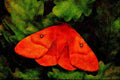 432092 Female Oak Eggar, Lasiocampa Quercus A4 Limited Edition Watercolour Print