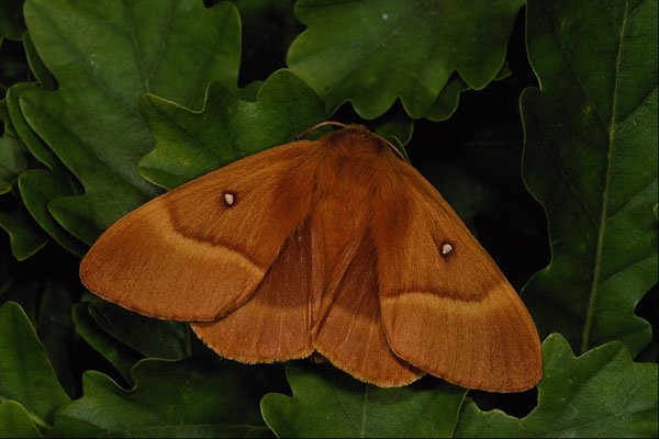 432092 Female Oak Eggar, Lasiocampa Quercus A4 Photo Print