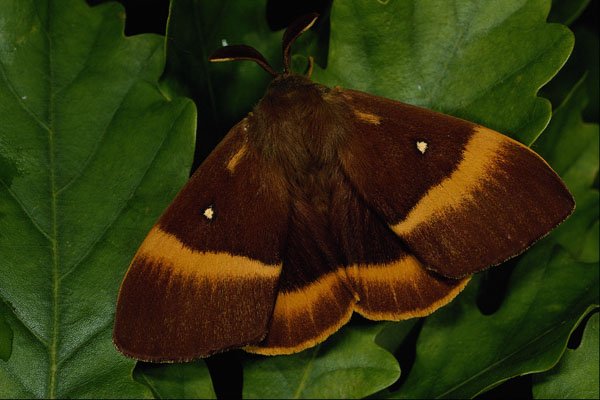432093 Male Oak Eggar, Lasiocampa Quercus A4 Photo Print