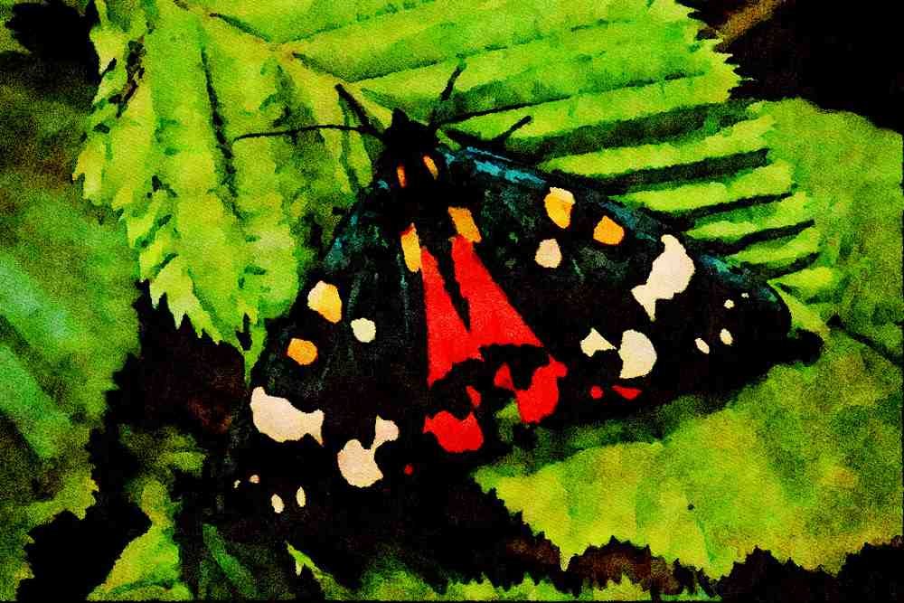 432094 Scarlet Tiger, Callimorpha Dominula A4 Limited Edition Watercolour Print