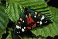 432094 Scarlet Tiger, Callimorpha Dominula A4 Photo Print