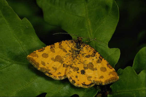 432095 Speckled Yellow, Pseudopanthera Macularia A4 Photo Print