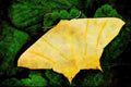 432096 Swallow tailed Moth, Ourapteryx Sambucaria A4 Limited Edition Watercolour Print
