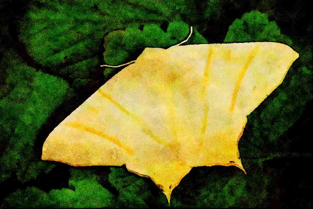 432096 Swallow tailed Moth, Ourapteryx Sambucaria A4 Limited Edition Watercolour Print