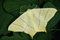 432096 Swallow tailed Moth, Ourapteryx Sambucaria A4 Photo Print
