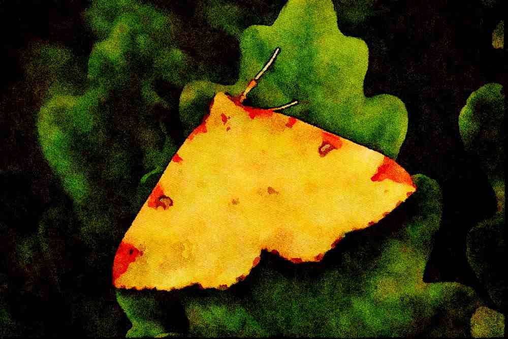 432097 Brimstone Moth, Opisthograptis Luteolata A4 Limited Edition Watercolour Print
