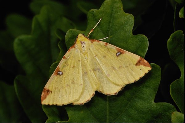 432097 Brimstone Moth, Opisthograptis Luteolata A4 Photo Print
