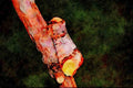 432098 Buff Tip, Phalera Bucaphala A4 Limited Edition Watercolour Print