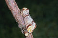 432098 Buff Tip, Phalera Bucaphala A4 Photo Print