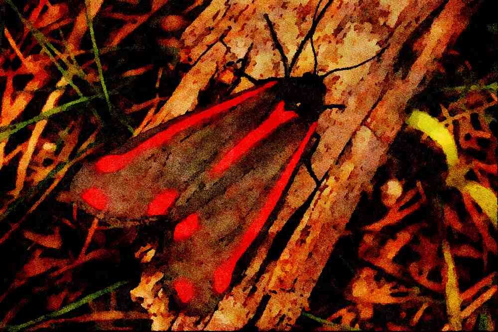 432099 Cinnabar Moth, Tyria Jacobaeae A4 Limited Edition Watercolour Print