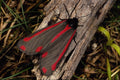 432099 Cinnabar Moth, Tyria Jacobaeae A4 Photo Print