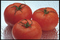 437000 Fresh Garden Tomatoes A4 Photo Print