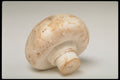 437003 Mushroom A4 Photo Print